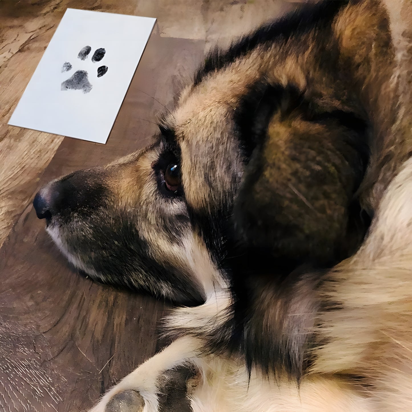 Paw Print Ink Kit
